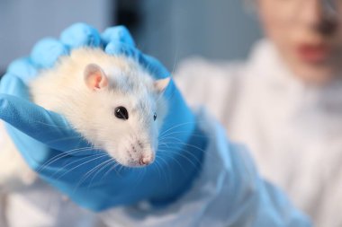 Laboratuvarda fareyle çalışan bilim adamı, yakın plan.