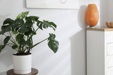 Beyaz duvarın yanındaki güzel canavar bitkisi.