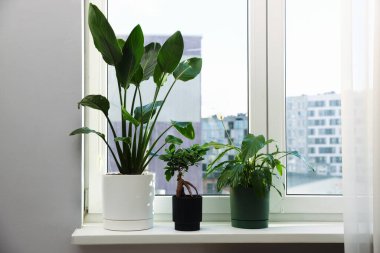 Pencere pervazında güzel saksılar var.