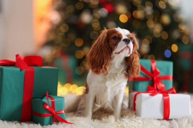 Evde, Noel hediye kutularının yanında sevimli bir köpek var.