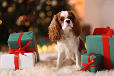 Evde, Noel hediye kutularının yanında sevimli bir köpek var.