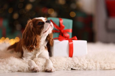 Evde, Noel hediye kutularının yanında sevimli bir köpek var.