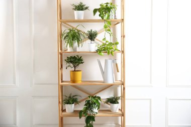 İçerideki ahşap raf ünitesinde farklı yeşil bitkiler ve sulama konserveleri var.