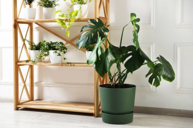 Ahşap raf ünitesi ve zemin içinde farklı yeşil bitkiler.