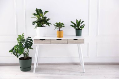 Beyaz masada ve yerde farklı yeşil bitkiler var.