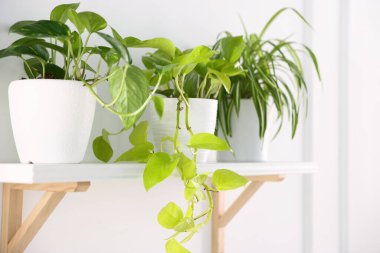 Kapalı alanda beyaz rafta farklı yeşil bitkiler var.