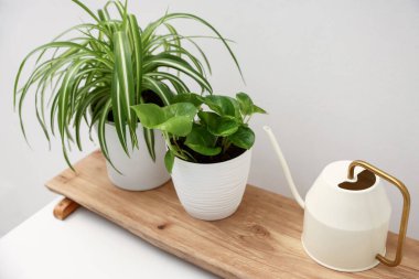 Kapalı alandaki beyaz duvarın yanındaki masada farklı yeşil bitkiler ve su bidonları var.