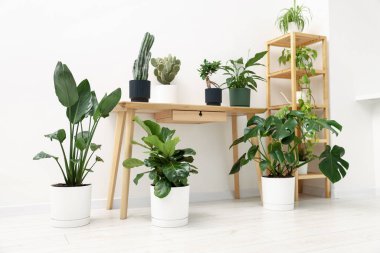 Ahşap masada farklı yeşil bitkiler, raf ünitesi ve zemin kapalı.