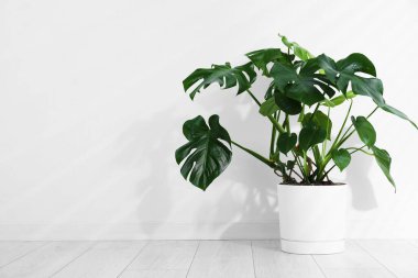 Beyaz duvarın yanında, yerde, tencerede büyüyen güzel bir canavar. Metin için boşluk