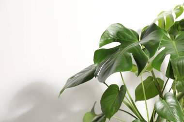 Beyaz duvarın yanında büyüyen güzel bir canavar, yakın plan. Metin için boşluk