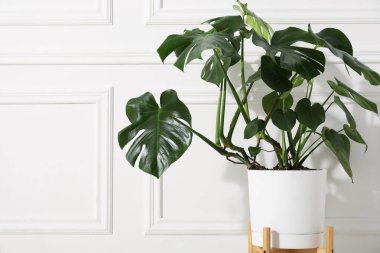 Beyaz duvarın yanında, tencerede büyüyen güzel bir canavar. Metin için boşluk