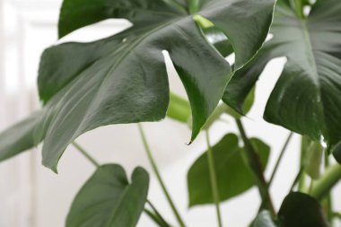 Beyaz duvarın yanında büyüyen güzel canavar, yakın plan.