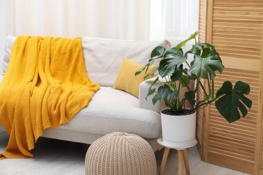 Canavar bitkisi ve rahat kanepesi olan şık bir oda. İç tasarım