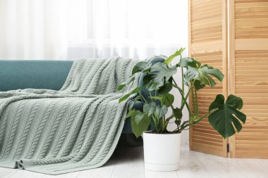 Rahat kanepenin yanında canavar bitkisi olan şık bir oda. İç tasarım