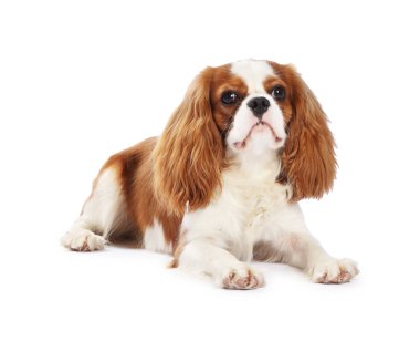 Süvari Kralı Charles Spaniel Köpeği beyazın üzerinde izole edilmiş.