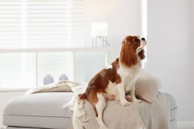 Şövalye Kral Charles Spaniel evde pouf 'ta. Metin için boşluk