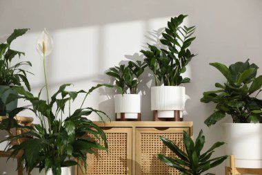 Beyaz duvarın yanındaki çömleklerde farklı güzel bitkiler, yakın plan.