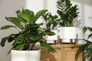 Beyaz duvarın yanındaki çömleklerde farklı güzel bitkiler, yakın plan.