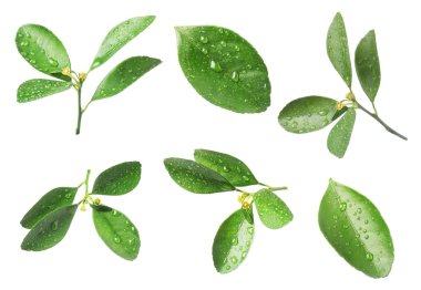 Citrus bitkisi. Yeşil yapraklar beyaz üzerine izole edilmiş