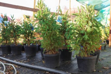 Pazarda saksılarda bir sürü küçük ladin ağacı var. Noel kutlaması