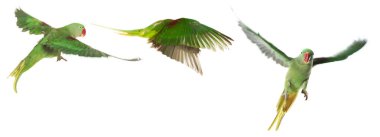 Beyaz arka planda uçan parlak papağan koleksiyonu. Alexandrine muhabbet kuşu