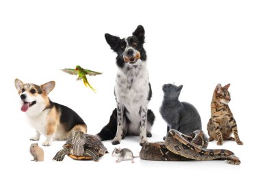 Beyazlar üzerinde izole edilmiş bir grup hayvan. Evcil hayvan