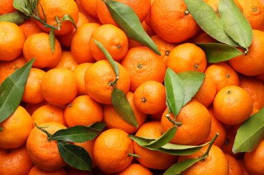 Arka plan olarak yeşil yapraklı taze mandalinalar.