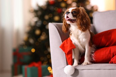 Evde koltuğunda Noel Baba şapkası olan şirin bir köpek, mesaj için yer var. Noel atmosferi