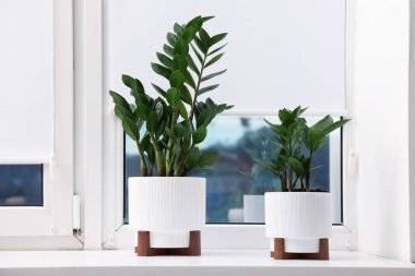 Evdeki pencere pervazında farklı güzel bitkiler.