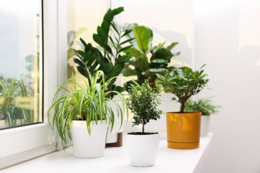 Evdeki pencere pervazında farklı güzel bitkiler.