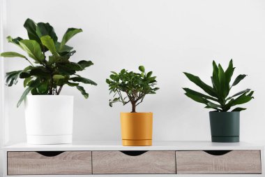 Beyaz masadaki farklı yeşil bitkiler.