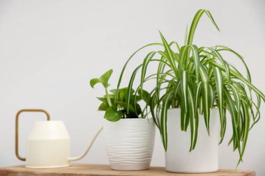 Farklı yeşil bitkiler ve sulama tenekeleri beyaz duvarın yanındaki ahşap masada, kapalı alanda.