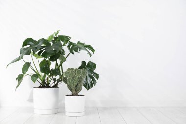 Güzel çömlek canavarı ve dikenli armut kaktüsü beyaz duvarın yanında. Metin için boşluk