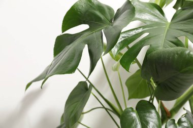 Beyaz duvarın yanında büyüyen güzel canavar, yakın plan.