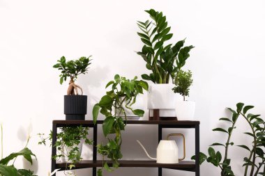 Beyaz duvarın yanındaki raflarda farklı saksı bitkileri var.