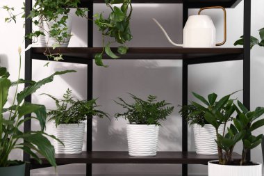 Beyaz duvarın yanındaki raflarda farklı saksı bitkileri var.