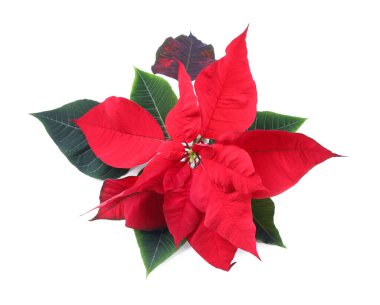 Güzel kırmızı noktalı (Noel çiçeği) yaprakları beyaz, üst manzara