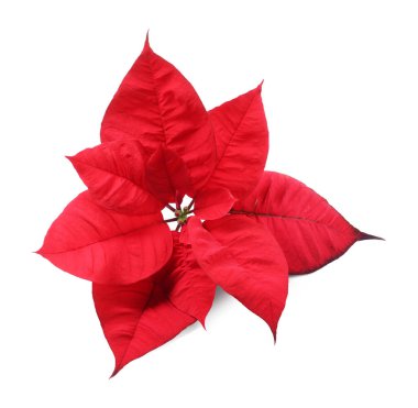 Güzel kırmızı noktalı yıldız (Noel çiçeği) beyaz üzerine izole edilmiş.