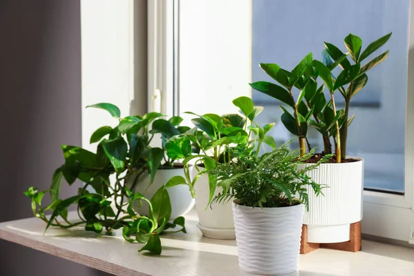 Pencere pervazında güzel saksılar var.