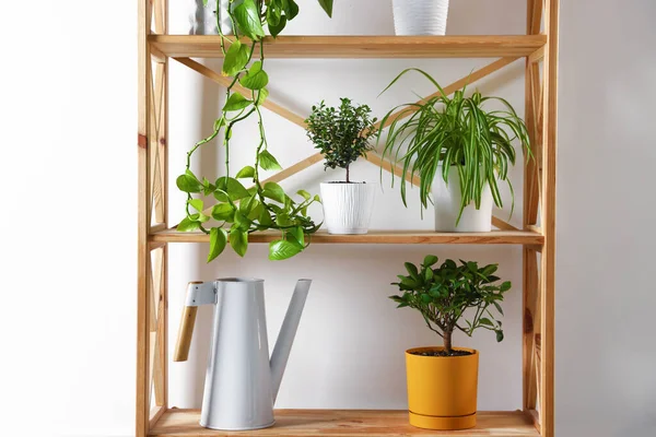 İçerideki ahşap raf ünitesinde farklı yeşil bitkiler ve sulama konserveleri var.