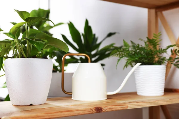 Kapalı alanda, ahşap raflarda farklı yeşil bitkiler ve sulama konserveleri var.