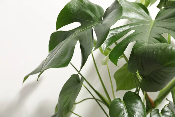 Beyaz duvarın yanında büyüyen güzel canavar, yakın plan.