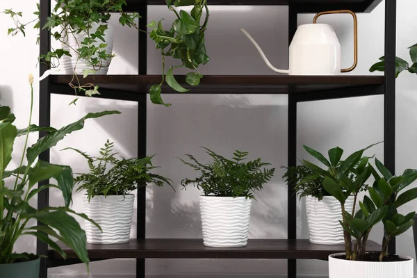 Beyaz duvarın yanındaki raflarda farklı saksı bitkileri var.