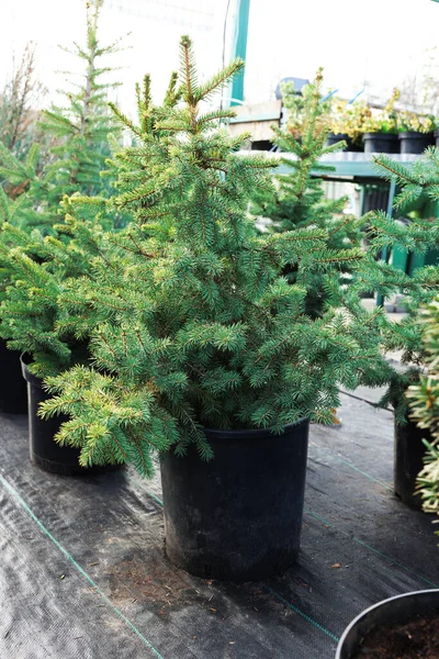 Pazarda saksılarda bir sürü küçük ladin ağacı var. Noel kutlaması