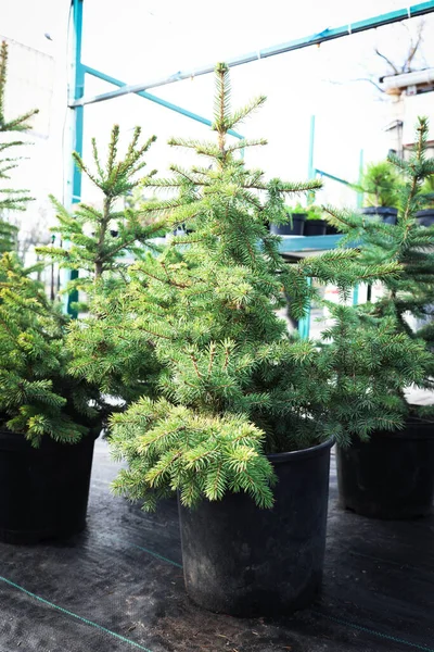 Pazarda saksılarda bir sürü küçük ladin ağacı var. Noel kutlaması