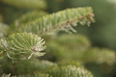 Bulanık arka planda güzel bir Noel ağacı, yakın plan. Metin için boşluk