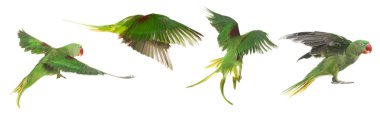 Beyaz arka planda uçan parlak papağan koleksiyonu. Alexandrine muhabbet kuşu