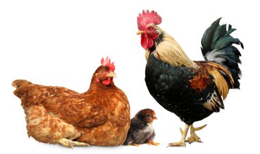 Horoz, tavuk ve piliç beyaz arka planda. Hayvan ailesi.