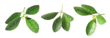 Citrus bitkisi. Yeşil yapraklar beyaz üzerine izole edilmiş