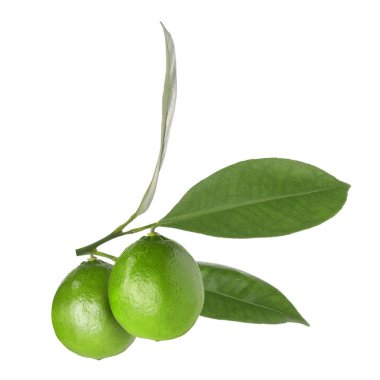 Limonlu ve beyaz yapraklı bir dal. Citrus meyvesi.